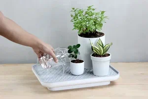 تصویر 2 از خرید کود مرغی باغچه و گلخانه + قیمت عالی باکیفیت